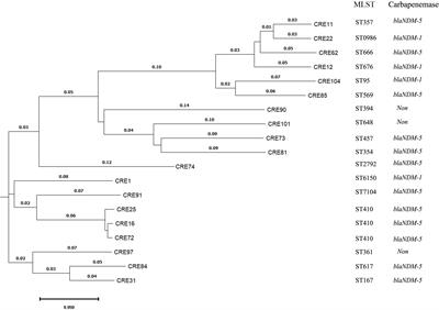 Molecular characteristics and evaluation of the phenotypic detection of carbapenemases among Enterobacterales and Pseudomonas via whole genome sequencing